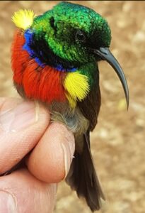Sunbird